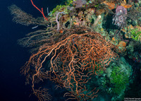 Iciligorgia schrammi (Deepwater Sea Fan)