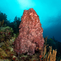 Xestospongia muta (Giant Barrel Sponge)