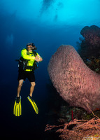 Xestospongia muta (Giant Barrel Sponge)