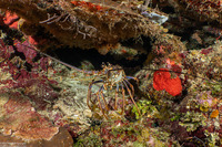 Panulirus argus (Caribbean Spiny Lobster)