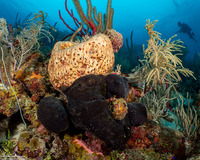 Aaptos pernucleata (Pernucleata Sponge)