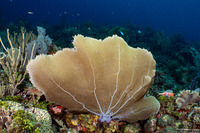 Gorgonia ventalina (Common Sea Fan)