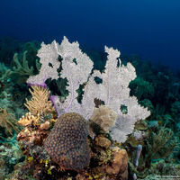 Gorgonia ventalina (Common Sea Fan)
