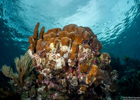 Orbicella annularis (Lobed Star Coral)