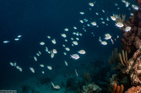 Abudefduf saxatilis (Sergeant Major)