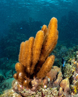 Briareum asbestinum (Corky Sea Finger)