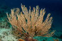 Plexaura flexuosula (Bent Sea Rod)