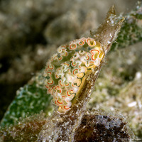 Elysia crispata (Lettuce Slug)