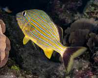 Haemulon sciurus (Bluestriped Grunt)