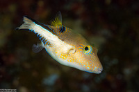 Canthigaster rostrata (Sharpnose Puffer)
