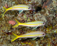 Mulloidichthys martinicus (Yellow Goatfish)