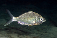 Gerres cinereus (Yellowfin Mojarra)