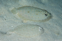 Bothus maculiferus (Maculated Flounder)