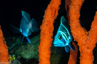 Hypoplectrus indigo (Indigo Hamlet)