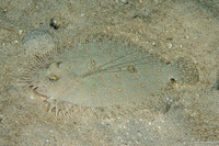 Bothus maculiferus (Maculated Flounder)