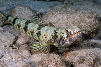 Synodus intermedius (Sand Diver)