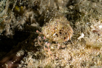 Pagurus brevidactylus (Shortfinger Hermit Crab)