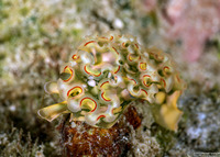 Elysia crispata (Lettuce Slug)