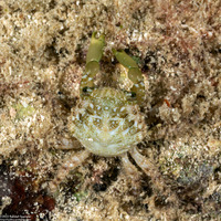 Mithraculus sculptus (Green Clinging Crab)