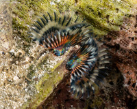 Branchiomma nigromaculatum (Black-Spotted Feather Duster)