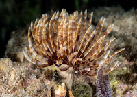 Sabellastarte magnifica (Magnificent Feather Duster)