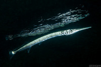 Tylosurus crocodilus (Houndfish)