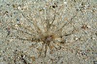 Isarachnanthus nocturnus (Banded Tube-Dwelling Anemone)