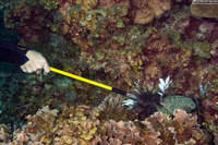 Pterois volitans (Red Lionfish)