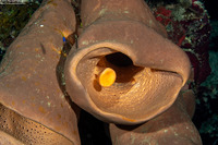 Agelas tubulata (Tubulate Sponge)