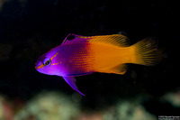 Gramma loreto (Fairy Basslet)