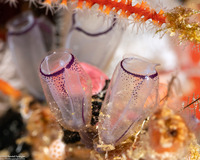 Clavelina picta (Painted Tunicate)