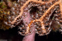Iciligorgia schrammi (Deepwater Sea Fan)