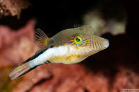 Canthigaster rostrata (Sharpnose Puffer)