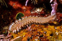 Hermodice carunculata (Bearded Fireworm)