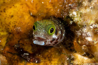 Acanthemblemaria spinosa (Spinyhead Blenny)