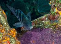 Abudefduf saxatilis (Sergeant Major)