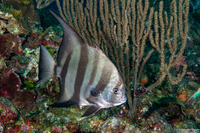 Chaetodipterus faber (Atlantic Spadefish)