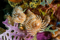 Bispira brunnea (Social Feather Duster)