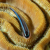 Elacatinus lobeli (Caribbean Neon Goby)