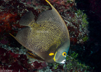 Pomacanthus paru (French Angelfish)