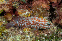 Cephalopholis cruentata (Graysby)
