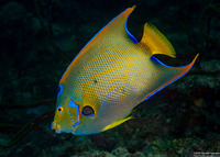 Holacanthus ciliaris (Queen Angelfish)