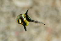 Equetus lanceolatus (Jackknife Fish)
