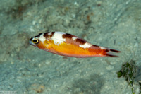 Serranus tabacarius (Tobaccofish)