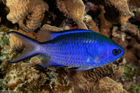 Chromis cyanea (Blue Chromis)