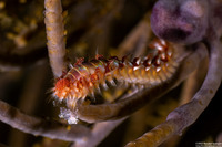 Hermodice carunculata (Bearded Fireworm)