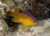 Stegastes diencaeus (Longfin Damselfish)