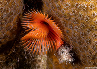 Pomatostegus stellatus (Star Horseshoe Worm)