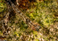 Coryphopterus dicrus (Colon Goby)