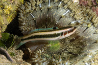 Thalassoma bifasciatum (Bluehead)